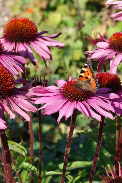 Schmetterling